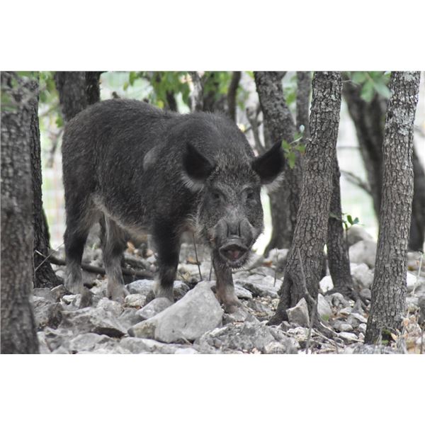Texas Panhandle Pig Hunt