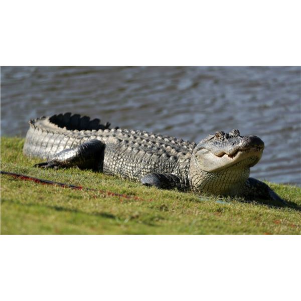 Florida Alligator Hunt