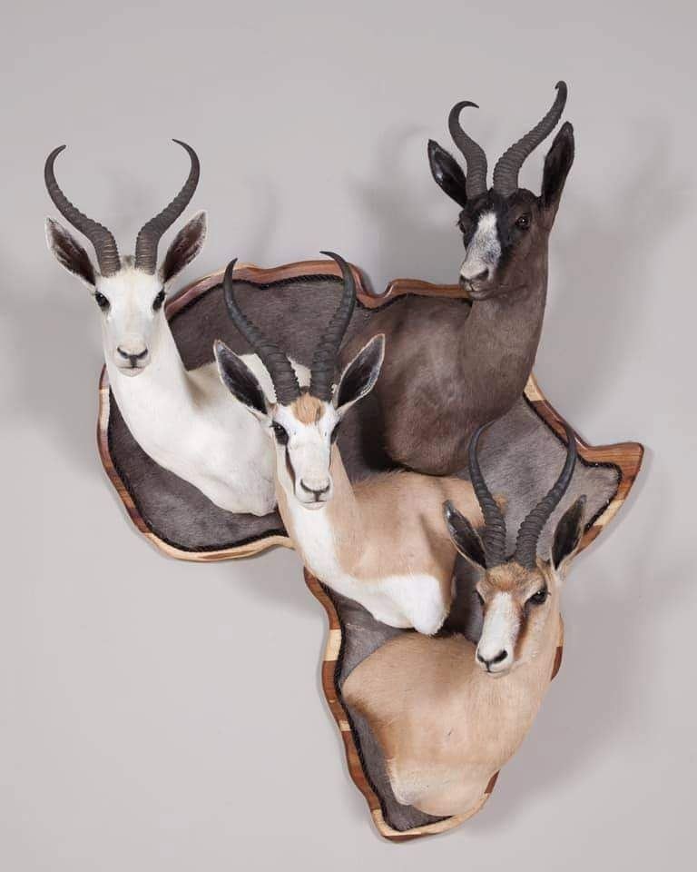 Springbuck Shield South Africa Springbuck Slam