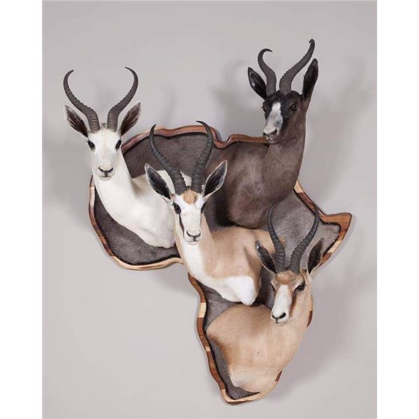 South Africa Springbuck Slam