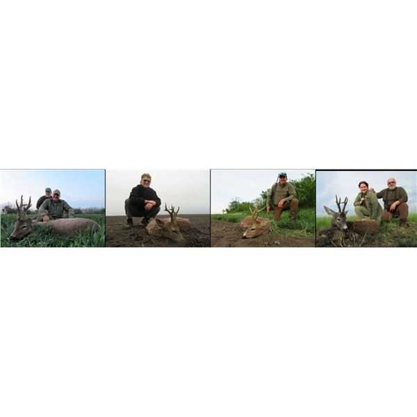 Serbia Roe Deer Hunt