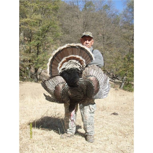 Mexico Gould’s Turkey Hunt