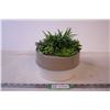 Image 1 : Artificial Succulent Plant in Pot