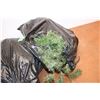 Image 3 : *(2) Bags of Christmas Garland