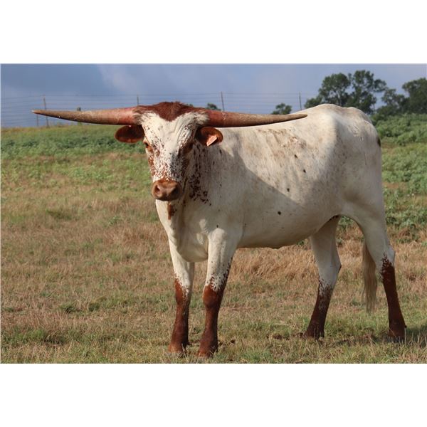 JUST A PURDY KAT BCB