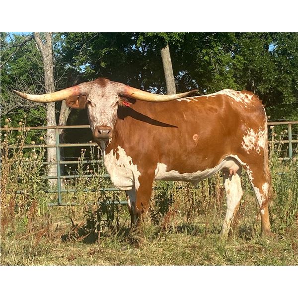 LF Midnight's Azalea