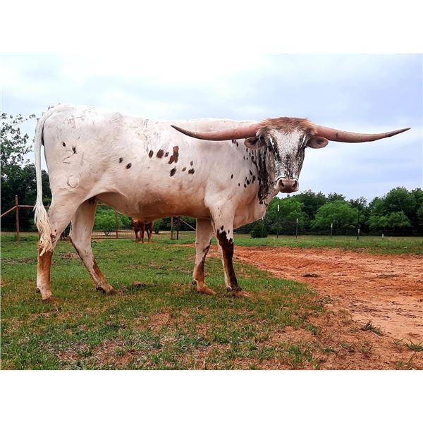 Bush's Cinderella HCL