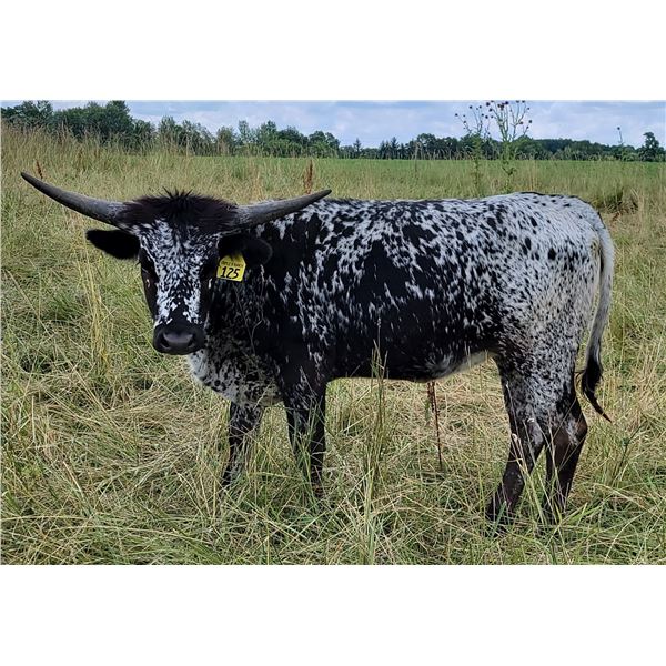 RRR Miss Spectacluar 125