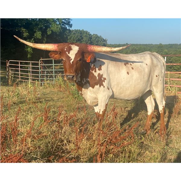 LF Midnight's Stargazer