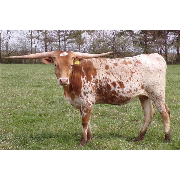 Ritzy American Honey