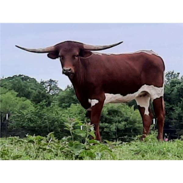 Cowboy's Paradise HCL