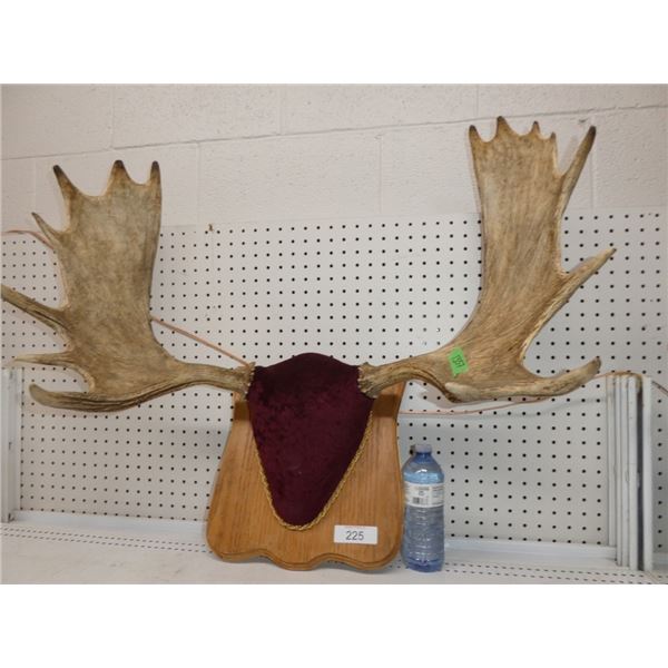 moose antlers on wall plaque