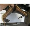 Image 2 : ENGLISH SADDLE