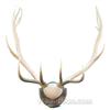 Image 1 : Large Elk Rack over 5' tall