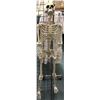 Image 1 : "Superhero Show" - 5 feet life size poseable skeleton