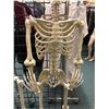 Image 2 : "Superhero Show" - 5 feet life size poseable skeleton