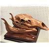 Image 2 : Custom-colored horse fossil skull