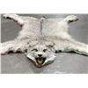Image 4 : Taxidermy Lynx Rug