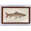 Image 1 : Ron Jenkins Montana Dolly Varden Trout Print
