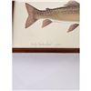 Image 2 : Ron Jenkins Montana Dolly Varden Trout Print
