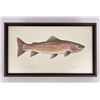 Image 1 : Ron Jenkins Montana Cutthroat Trout Print