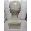 Image 3 : Large Phrenology Brain Sculpture (17 inch) + Amazing Brain Book