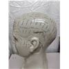 Image 4 : Large Phrenology Brain Sculpture (17 inch) + Amazing Brain Book