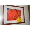 Image 2 : FRAMED INK-EDGED GERBER PHOTOGRAPH; JOHN HAUSCHILDT (15" X 12")