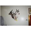 Image 1 : 3 MOUNTED SOUTH AFRICAN SPRINGBOK ANTELOPE HEADS (32" - 28")