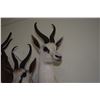 Image 2 : 3 MOUNTED SOUTH AFRICAN SPRINGBOK ANTELOPE HEADS (32" - 28")
