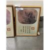 Image 3 : 2 FRAMED EASTERN PRINTS