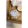 Image 8 : 2 TRAYS OF SEA SHELLS
