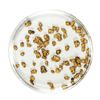 Image 1 : Lot of Gold Nuggets 2.62 Grams Total Weight