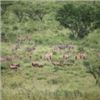 Image 13 : 7-day Safari for Two Hunters in South Africa with Graham Sales Safaris