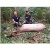 Image 3 : Roosevelt Elk Hunt in Washington with Elk Junction Outfitters