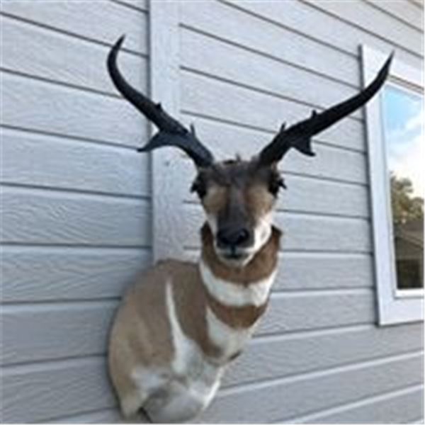 Sundance Taxidermy Antelope or Mule Deer Shoulder Mount