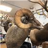 Image 4 : Sundance Taxidermy Antelope or Mule Deer Shoulder Mount