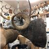 Image 5 : Sundance Taxidermy Antelope or Mule Deer Shoulder Mount