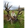 Image 5 : Scotland Red Stag with International Adventures