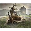 Image 7 : Scotland Red Stag with International Adventures