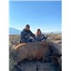 Image 1 : Idaho 3-day Cow Elk Hunt for (1) Youth and (2) Adult Observer's