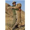 Image 5 : 14-day Leopard Hunt with Namibia Safari Corporation