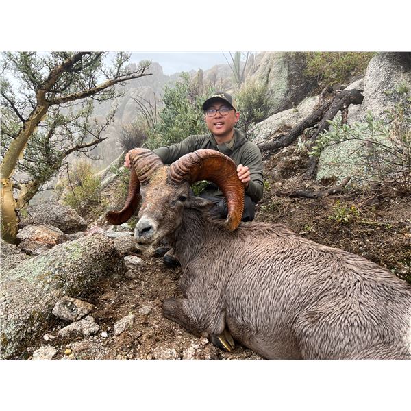 12-day Free Range Mexico Desert Sheep Hunt with Mesquite Mountain Outfitters