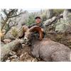 Image 1 : 12-day Free Range Mexico Desert Sheep Hunt with Mesquite Mountain Outfitters