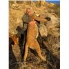 Image 5 : 5-day Arizona Mountain Lion Hunt with Diamond Outfitters