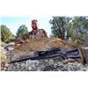 Image 8 : 5-day Arizona Mountain Lion Hunt with Diamond Outfitters