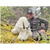 Image 3 : 9-day Mountain Goat Hunt with Terminus Mountain Outfitters
