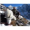 Image 4 : 9-day Mountain Goat Hunt with Terminus Mountain Outfitters