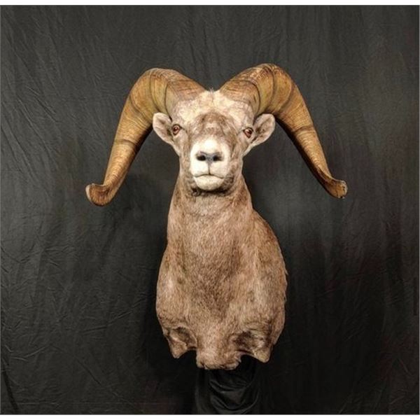 Sheep Shoulder Mount by Imperial Taxidermy