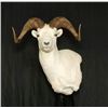 Image 3 : Sheep Shoulder Mount by Imperial Taxidermy